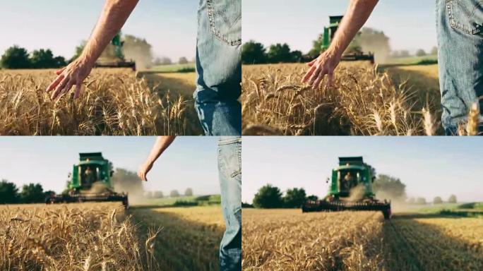 农民走路，在联合收割机前摸麦子，慢动作