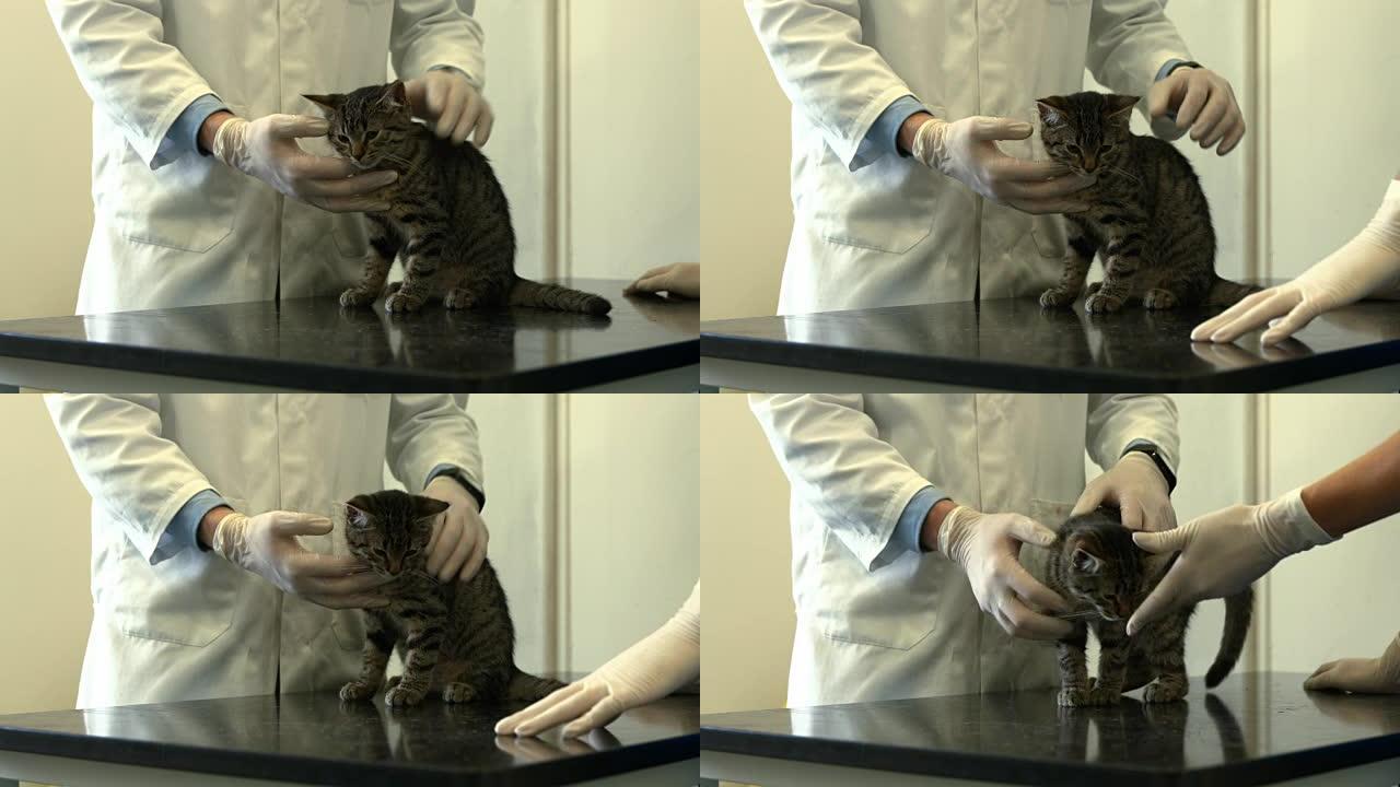 兽医和护士检查小猫