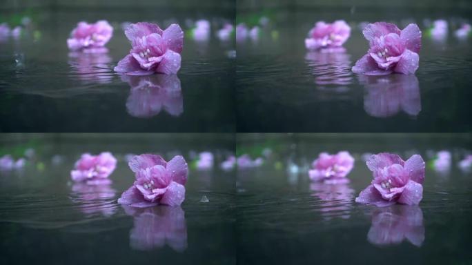 花在雨中落在地上
