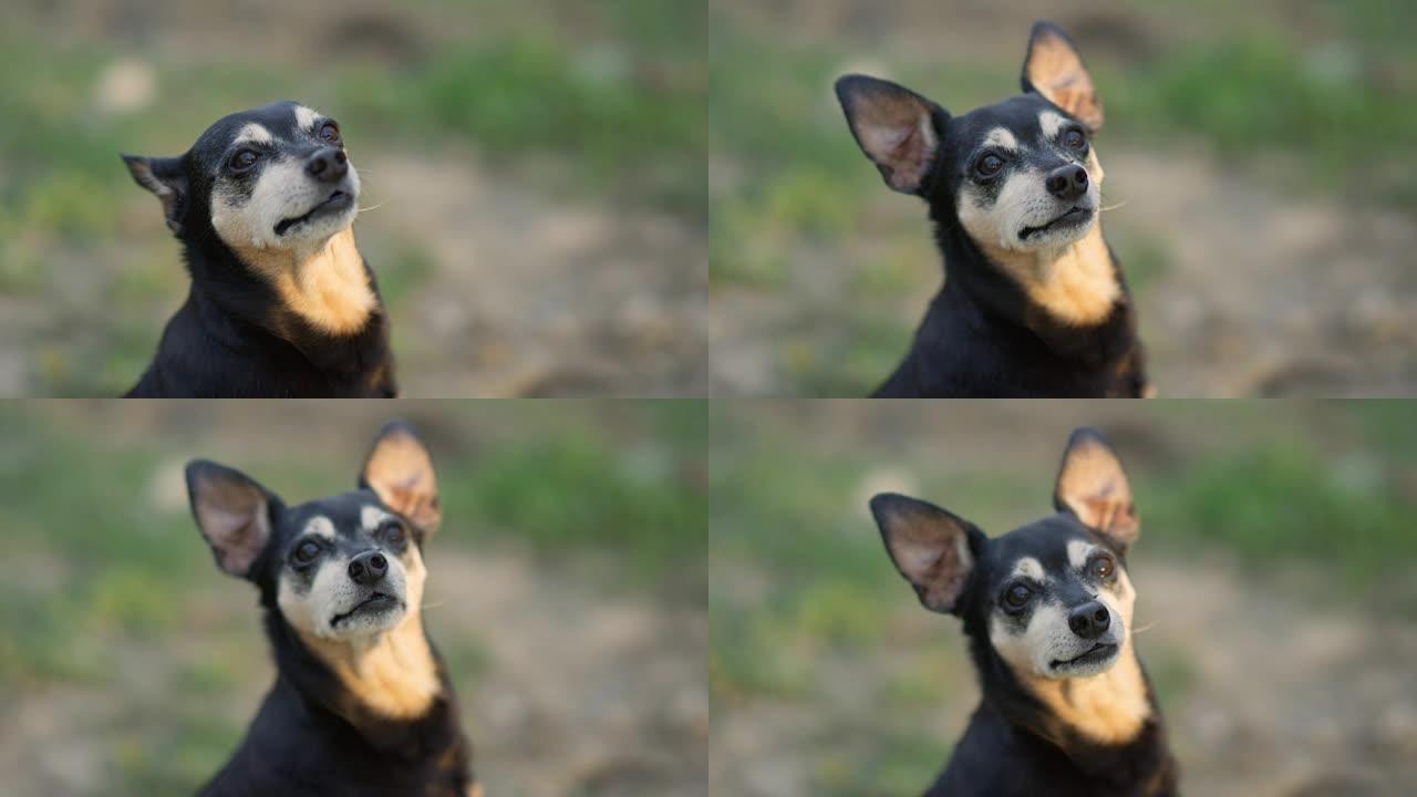 特写: 可爱的高级狗，他的大耳朵抬起头看着相机