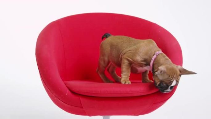 法国斗牛犬小狗站在红色椅子上，在R3D上射击
