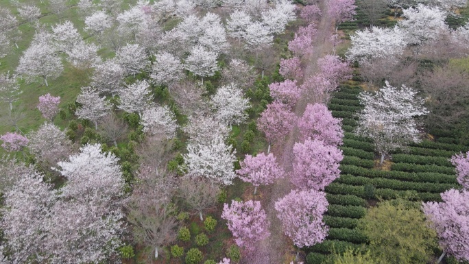 漫山遍野都是粉白色樱花