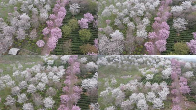 漫山遍野都是粉白色樱花