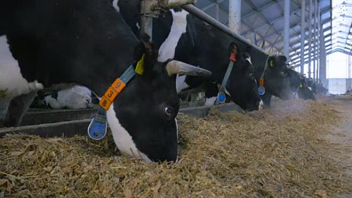 4K.奶牛在现代马stable里吃干草。特写镜头。