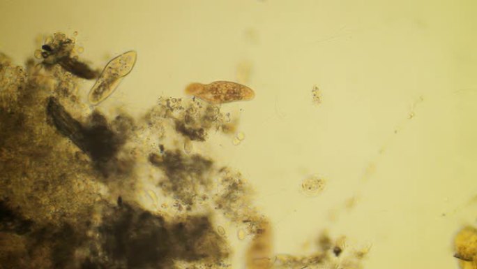 微生物-复制空间微生物食品卫生硅藻细胞