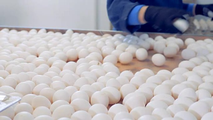 鸡场鸡蛋分拣生产线。