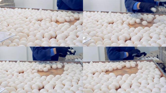鸡场鸡蛋分拣生产线。