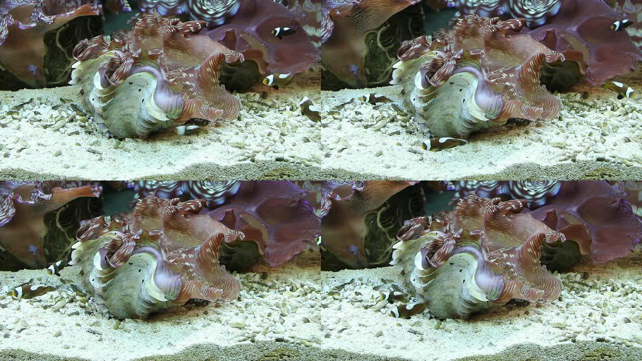 巨型蛤蜊和银莲花鱼。