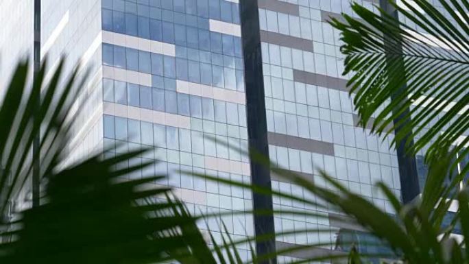 特写: 沙沙作响的棕榈树树叶挡住了高层办公楼的视线