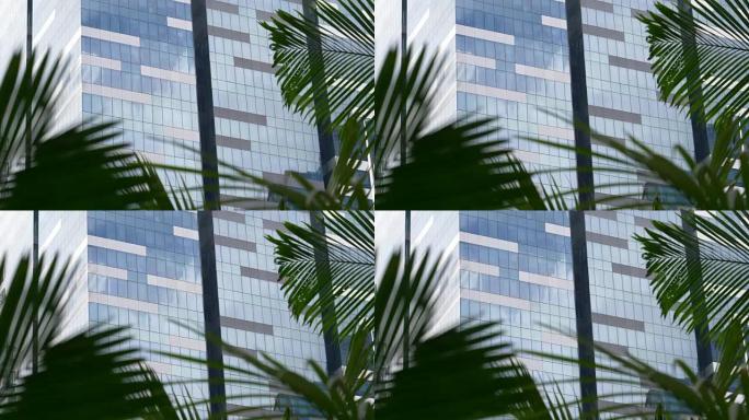 特写: 沙沙作响的棕榈树树叶挡住了高层办公楼的视线