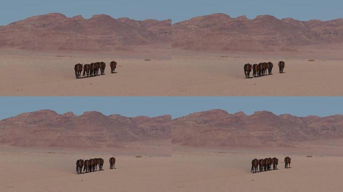 野马穿越沙漠景观的4k广角视图