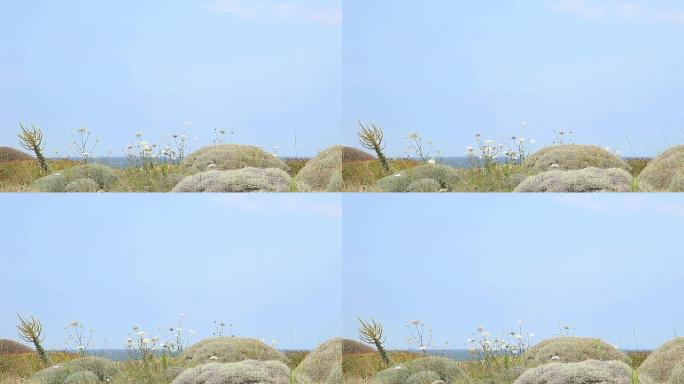 高清：芦苇和海洋背景