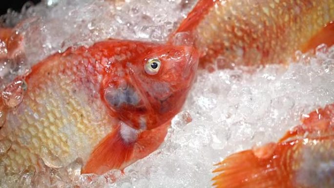 泰国市场上的新鲜红色罗非鱼。
