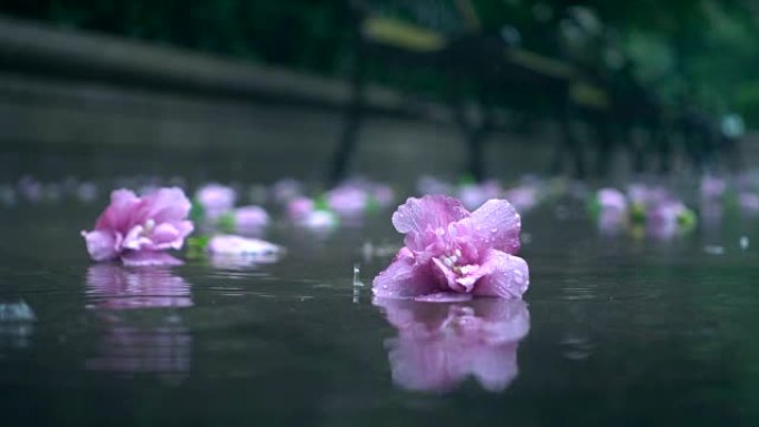 花在雨中落在地上