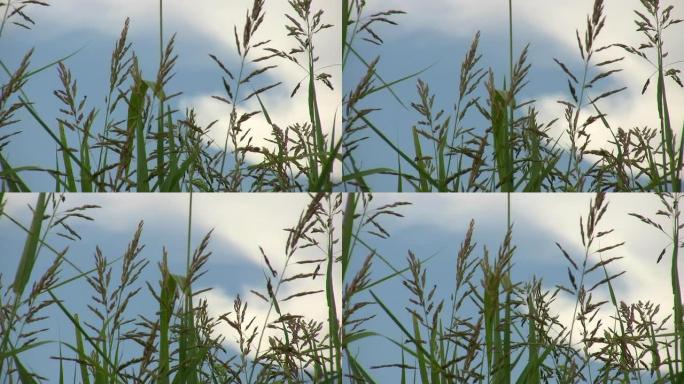 HD 1080i在德克萨斯州西部吹草微风4