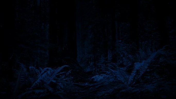 夜间穿越森林