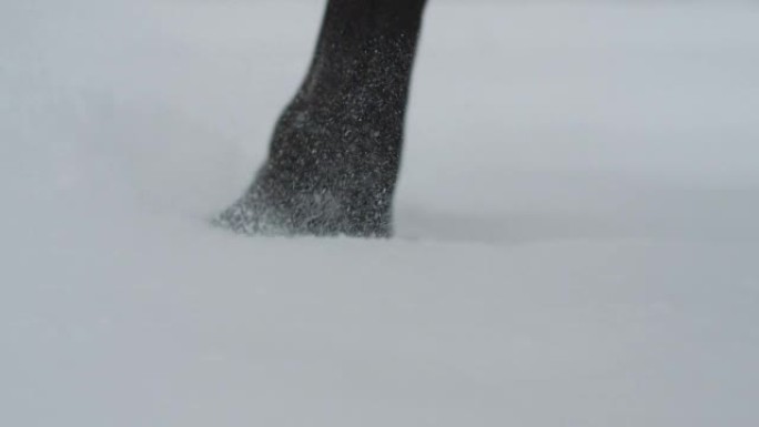 慢动作: 冬季马蹄在新鲜的软雪毯中行走的细节