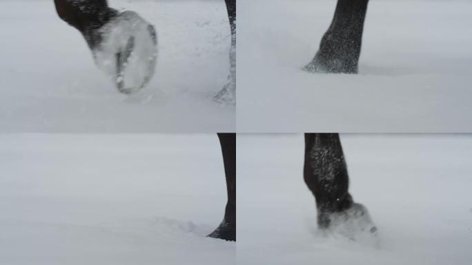 慢动作: 冬季马蹄在新鲜的软雪毯中行走的细节