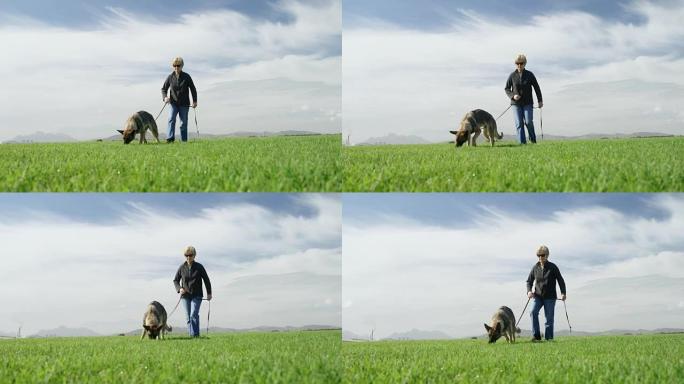 牧羊犬与主人在农场散步4k