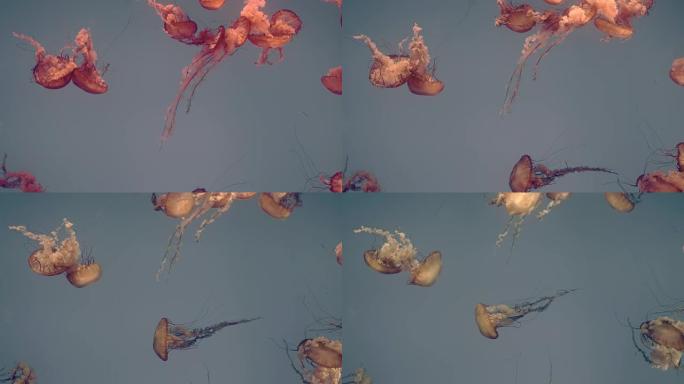 多只水母成群游动。