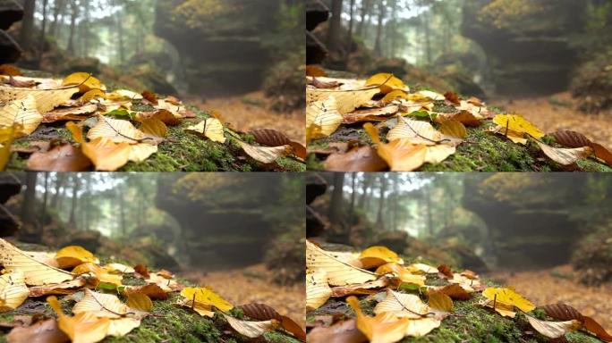 特写，dop: 黄色山毛榉叶子落在雾蒙蒙的秋天森林中的苔藓岩石上