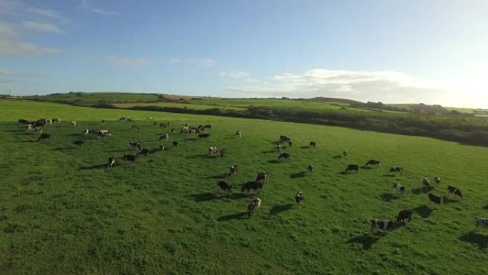 农村的奶牛航拍俯拍阳光光影绿色有机