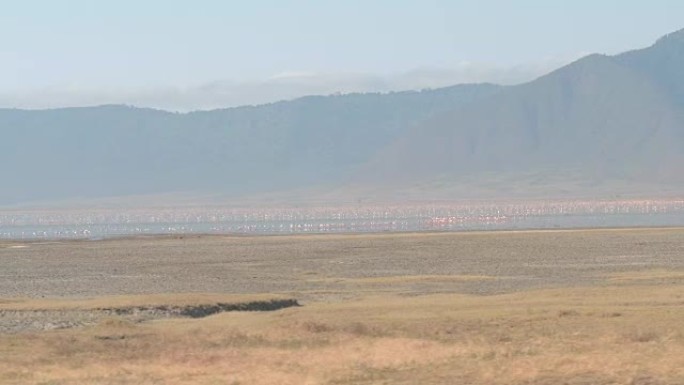 空中: 非洲恩戈罗恩戈罗火山口五颜六色的马加迪湖上的小火烈鸟