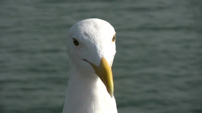 高清：海鸥头和脸野生动物保护生物生态飞翔