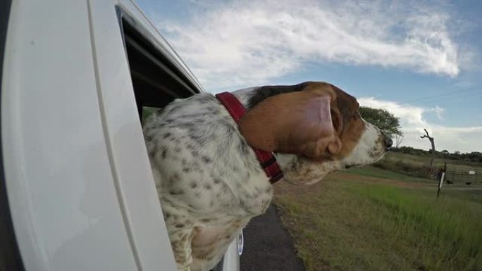 巴塞猎犬，头从车窗外，耳朵扑动