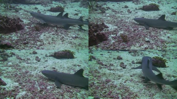 白鳍礁鲨（Triaendon obesus）休息