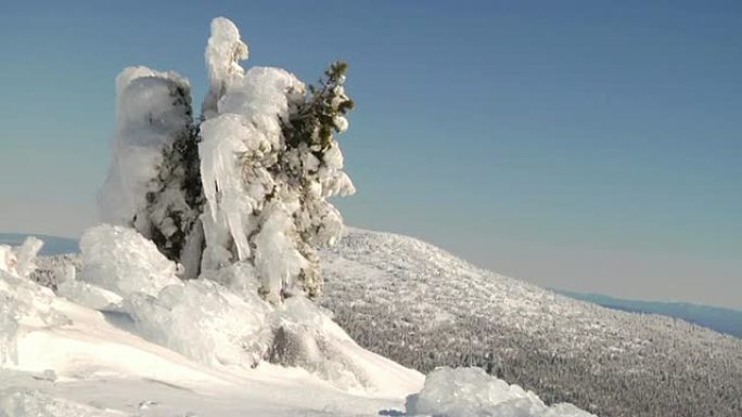 冰雪覆盖的树和滑雪板
