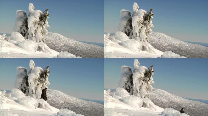 冰雪覆盖的树和滑雪板