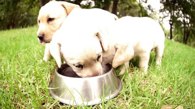 拉布拉多幼犬在慢动作中从狗碗中喝水