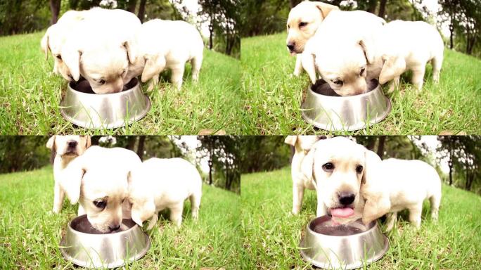 拉布拉多幼犬在慢动作中从狗碗中喝水