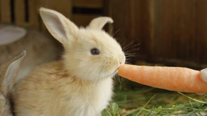 特写: 可爱的蓬松浅棕色小兔子吃大鲜胡萝卜