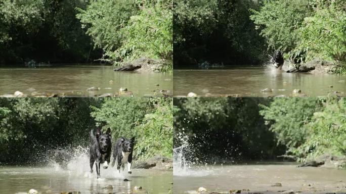 低角度视图: 三只欢乐的狗，在浅水中奔跑着闪亮的黑色毛皮。