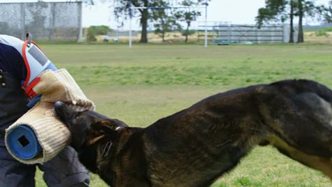 训练师在野外训练牧羊犬4k