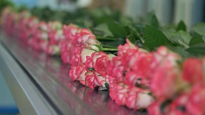 传送带上的花在种植花卉工厂关闭。