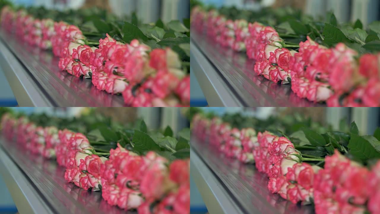 传送带上的花在种植花卉工厂关闭。
