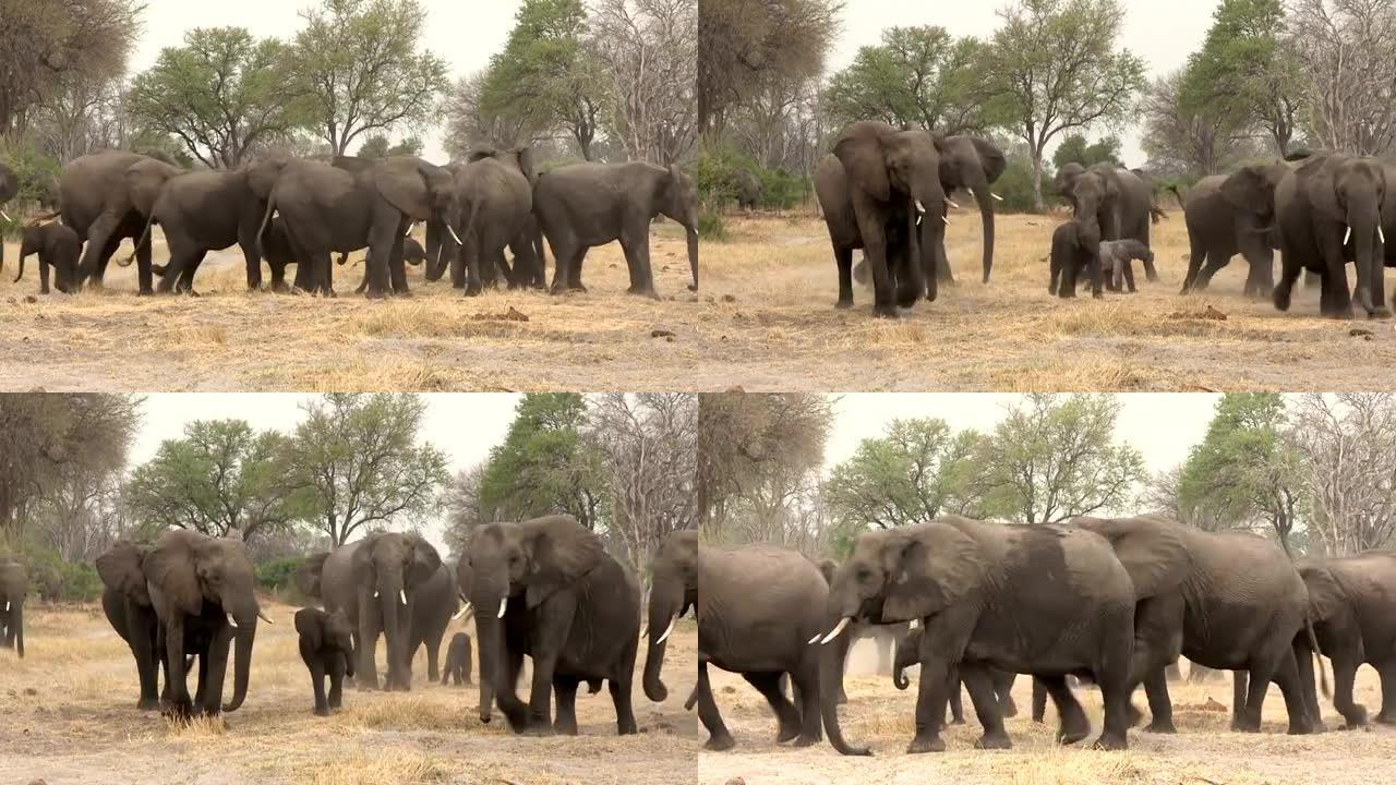 在博茨瓦纳新生婴儿周围形成保护盾的大象群