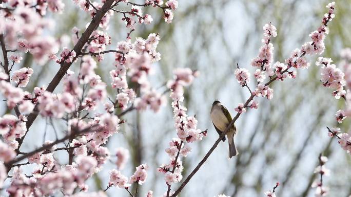 春天，鸟语花香