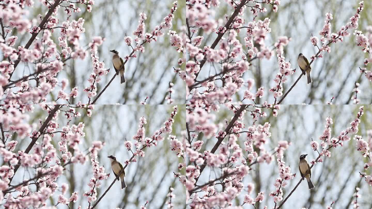 春天，鸟语花香