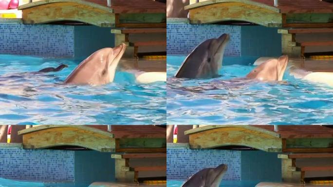 海豚在aquapark