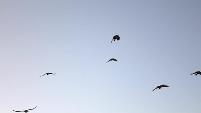 特写: 可爱的智能乌鸦在紫色的天空中飞翔