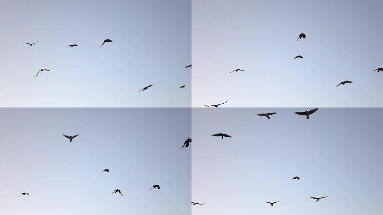 特写: 可爱的智能乌鸦在紫色的天空中飞翔