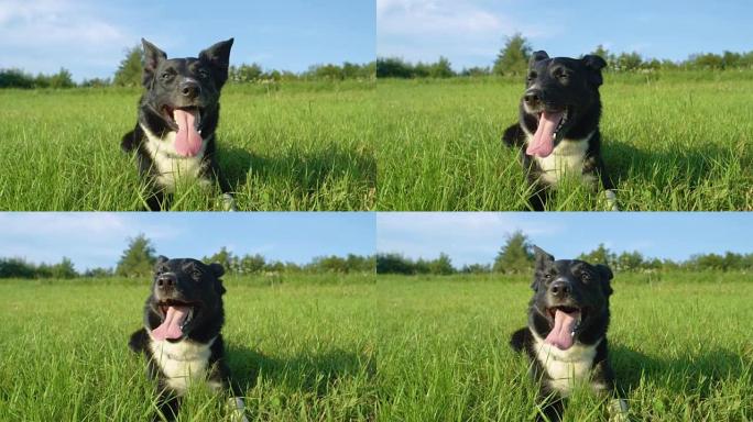 肖像: 快乐的幼犬躺在冰冷的草丛中，环顾绿色的草地。