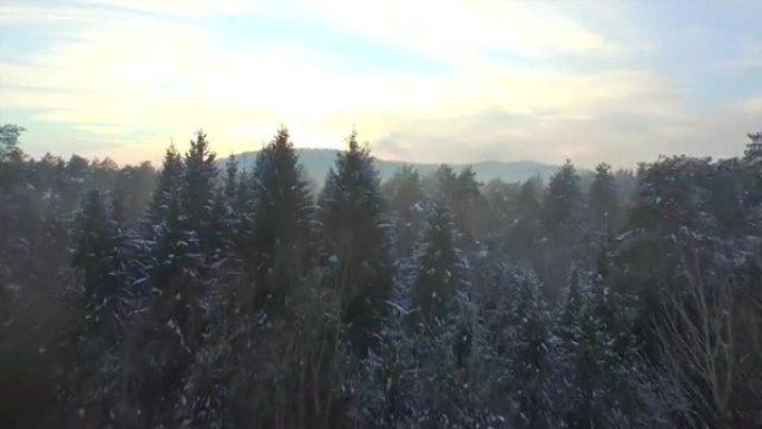 空中: 初冬早晨的白雪皑皑的森林