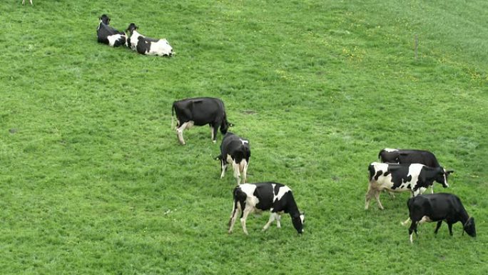瑞士的奶牛农村农业牦牛黄牛水牛养殖奶牛
