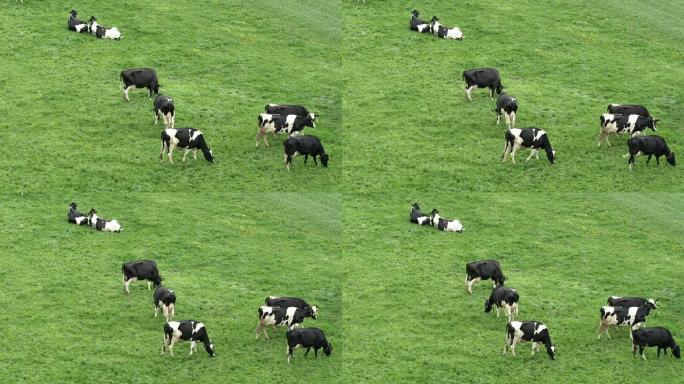 瑞士的奶牛农村农业牦牛黄牛水牛养殖奶牛