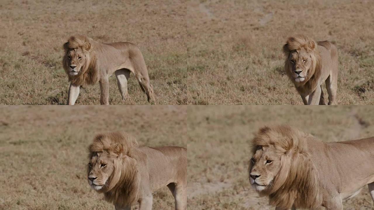 在博茨瓦纳草原上行走的雄狮的紧缩平移镜头